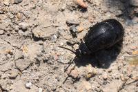 Galeruca tanaceti