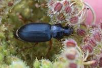Ophonus azureus