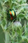 Chrysolina fastuosa