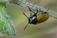 Labidostomis