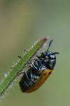 Labidostomis