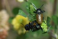 Labidostomis