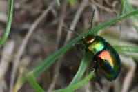 Chrysolina fastuosa