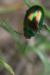 Chrysolina fastuosa