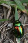 Chrysolina fastuosa