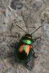 Chrysolina fastuosa