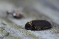 Hadrobregmus denticollis