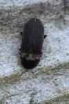 Hadrobregmus denticollis