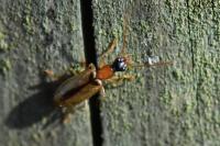 Demetrias atricapillus