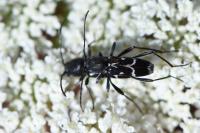 Chlorophorus sartor