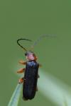 Cantharis flavilabris