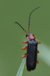 Cantharis flavilabris