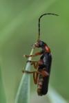 Cantharis flavilabris
