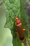 Rhagonycha fulva