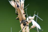 Stictoleptura rubra