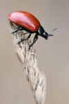 Chrysomela populi