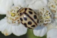 Tytthaspis sedecimpunctata