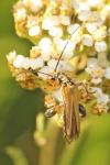 Oedemera podagrariae