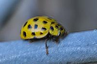 Psyllobora vigintiduopunctata