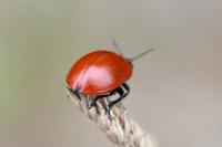 Chrysomela populi