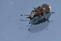 Platystomos albinus
