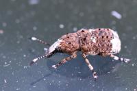 Platystomos albinus