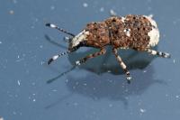 Platystomos albinus