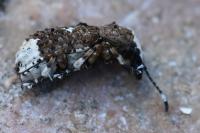 Platystomos albinus