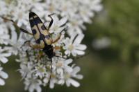 Rutpela maculata