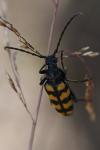 Leptura quadrifasciata