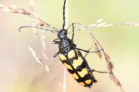 Leptura quadrifasciata