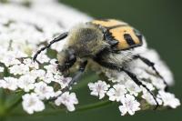 Trichius fasciatus