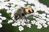 Trichius fasciatus