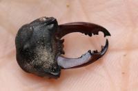 Lucanus cervus