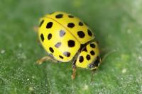 Psyllobora vigintiduopunctata