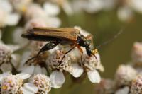 Oedemera podagrariae