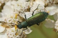 Psilothrix viridicoerulea