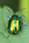 Chrysolina fastuosa
