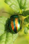 Chrysolina fastuosa