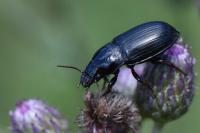 Zabrus tenebrioides
