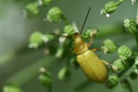 Cteniopus sulphureus