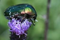 Cetonia aurata