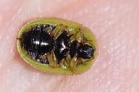 Cassida