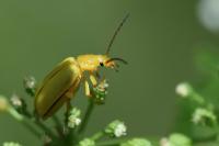 Cteniopus sulphureus
