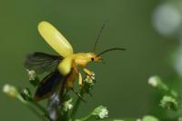 Cteniopus sulphureus