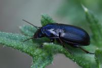 Zabrus tenebrioides
