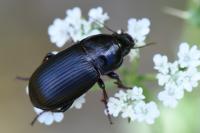 Zabrus tenebrioides