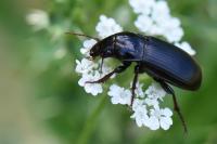 Zabrus tenebrioides