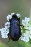 Zabrus tenebrioides