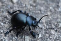 Timarcha tenebricosa
